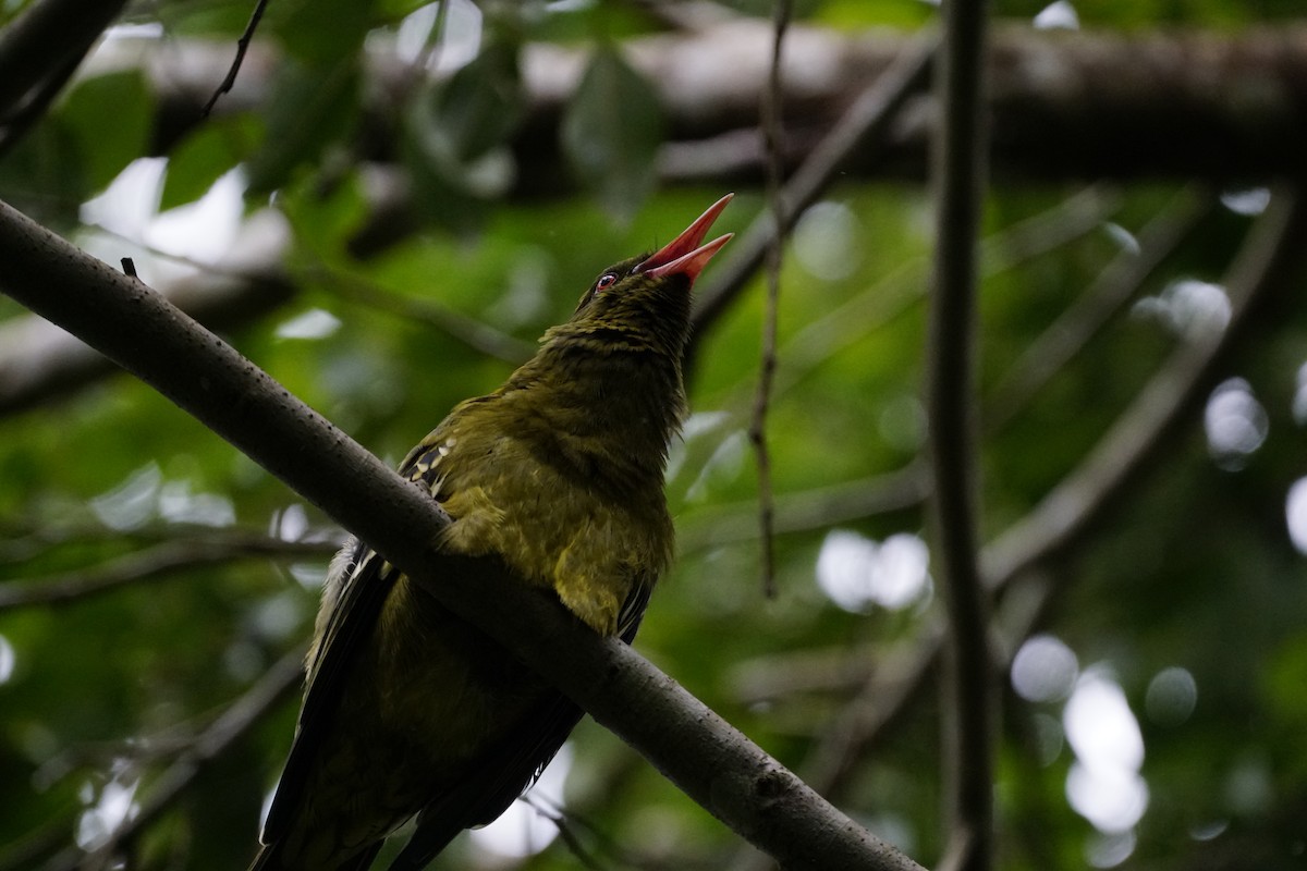 Green Oriole - ML654161846