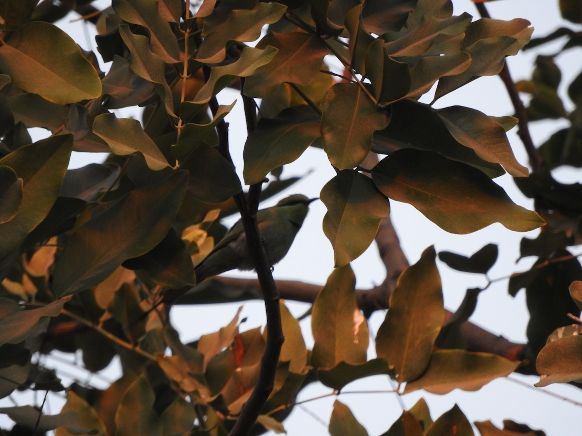 African Green Bee-eater - ML654162044