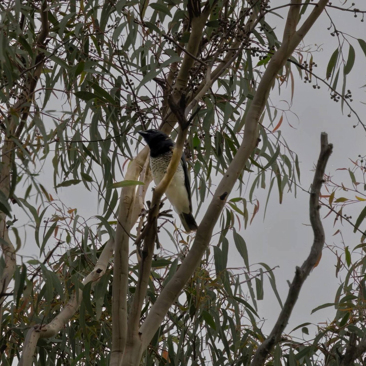 eBird Checklist - 4 Apr 2026 - The Bicentennial National Trail ...
