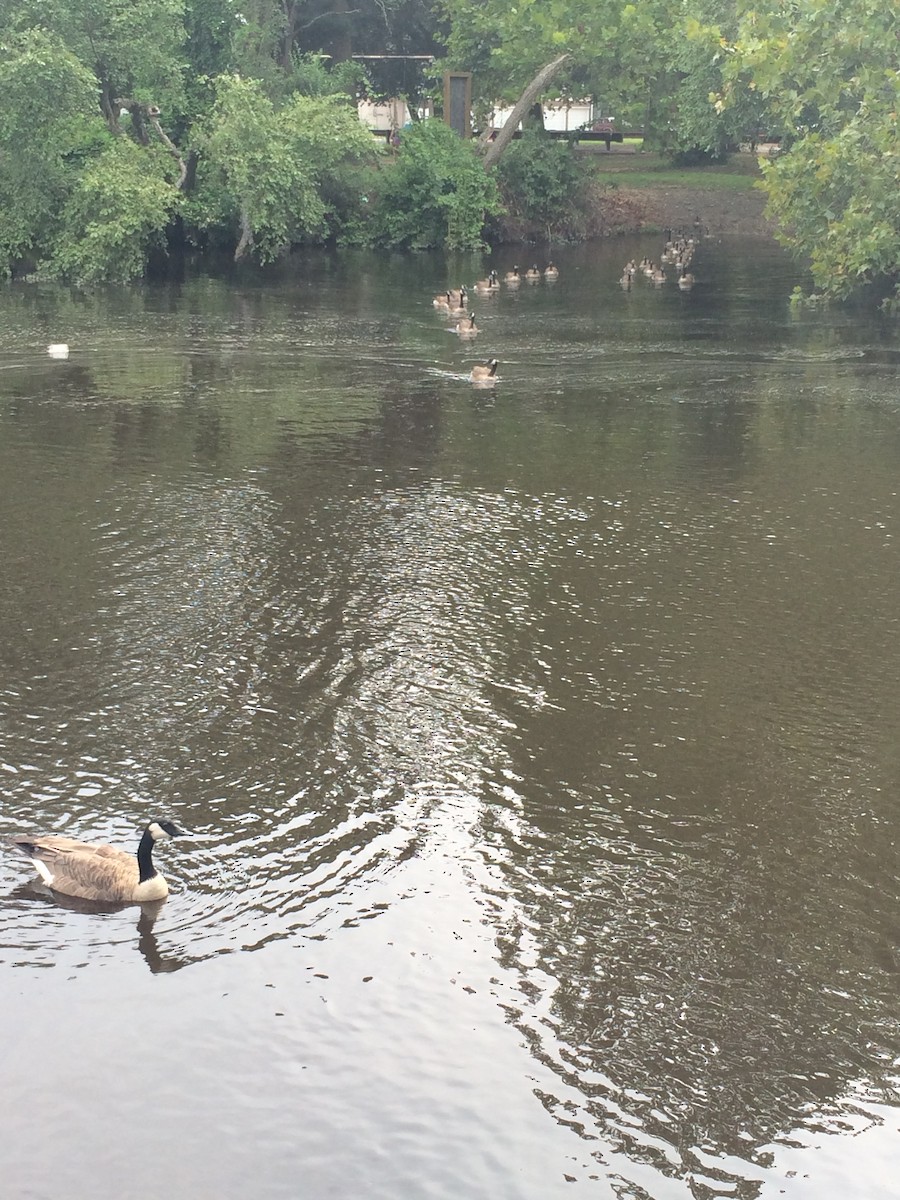 Canada Goose - Marian Jordan