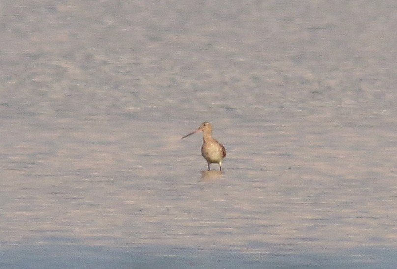 Aguja Colipinta (siberiana) - ML65416521