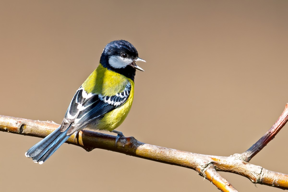 grønnryggmeis - ML654165773