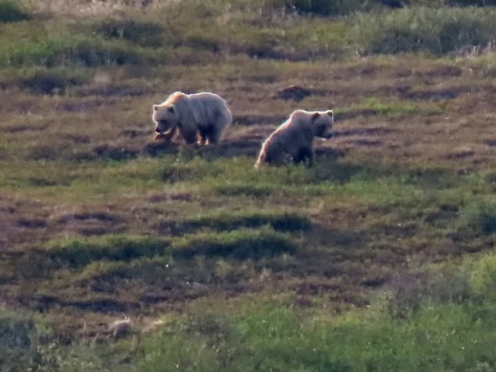 Grizzlybär - ML654166286