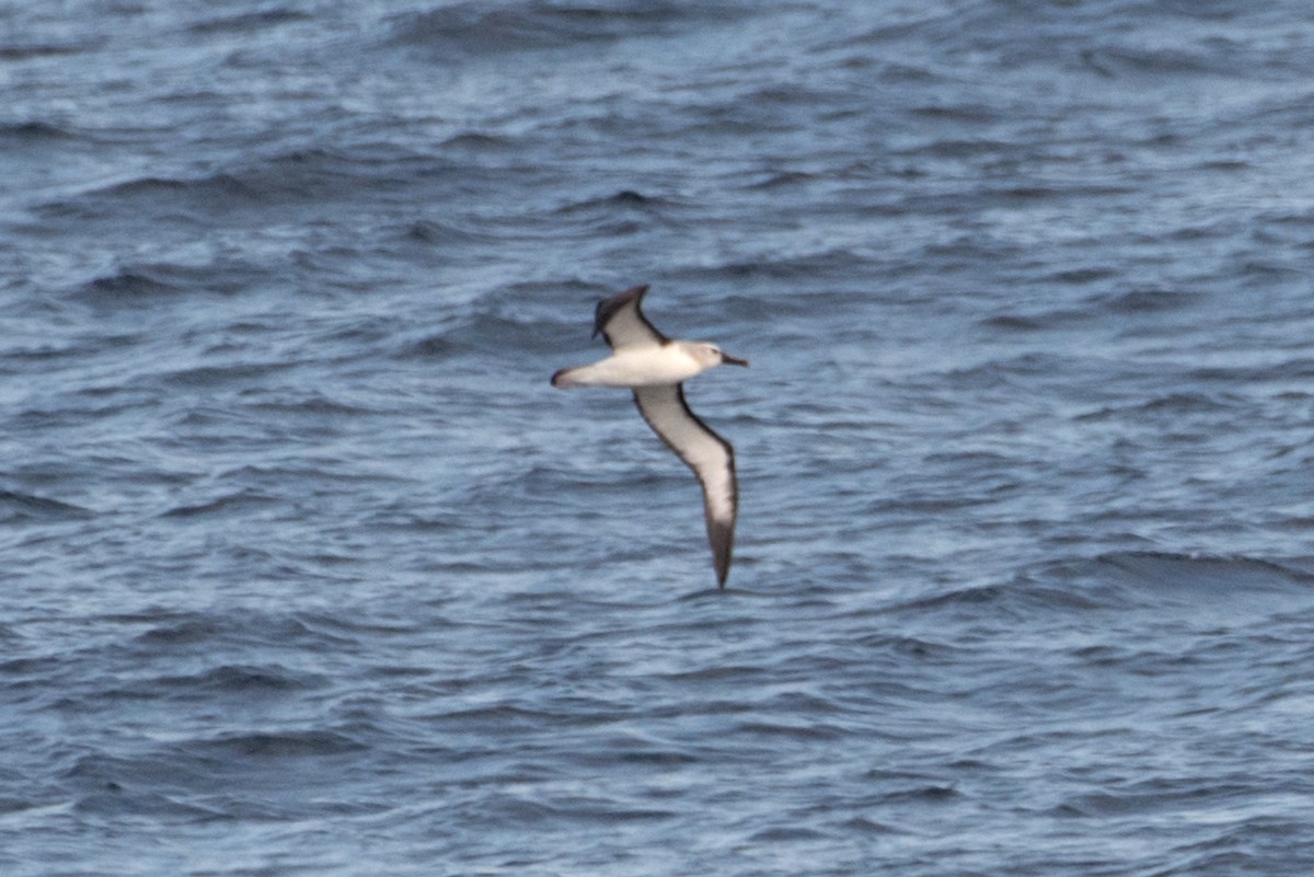 Atlantic Yellow-nosed Albatross - ML654166300
