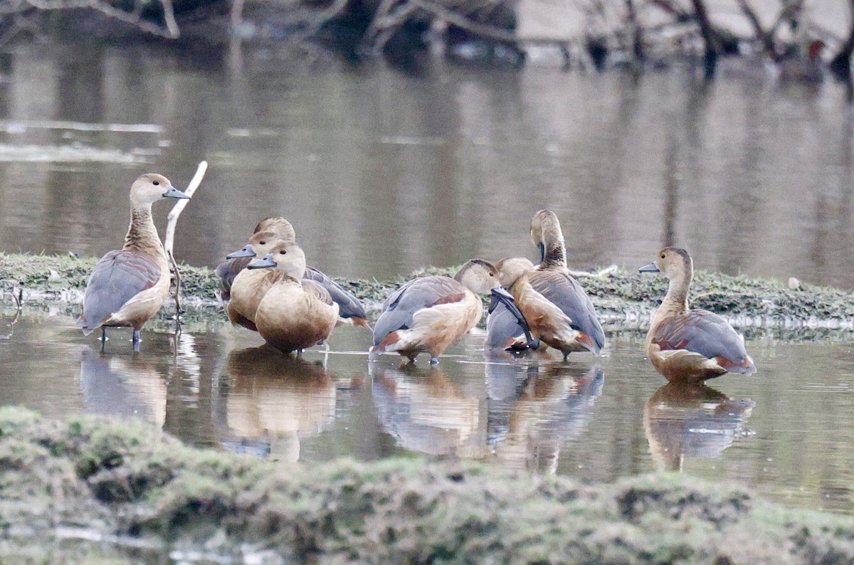 eBird Checklist - 3 Apr 2026 - Sujangarh, Chhapar IN-Rajasthan (27.8137 ...