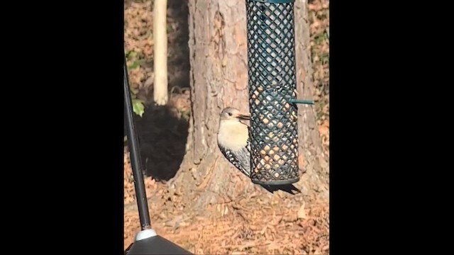 Red-bellied Woodpecker - ML654168015