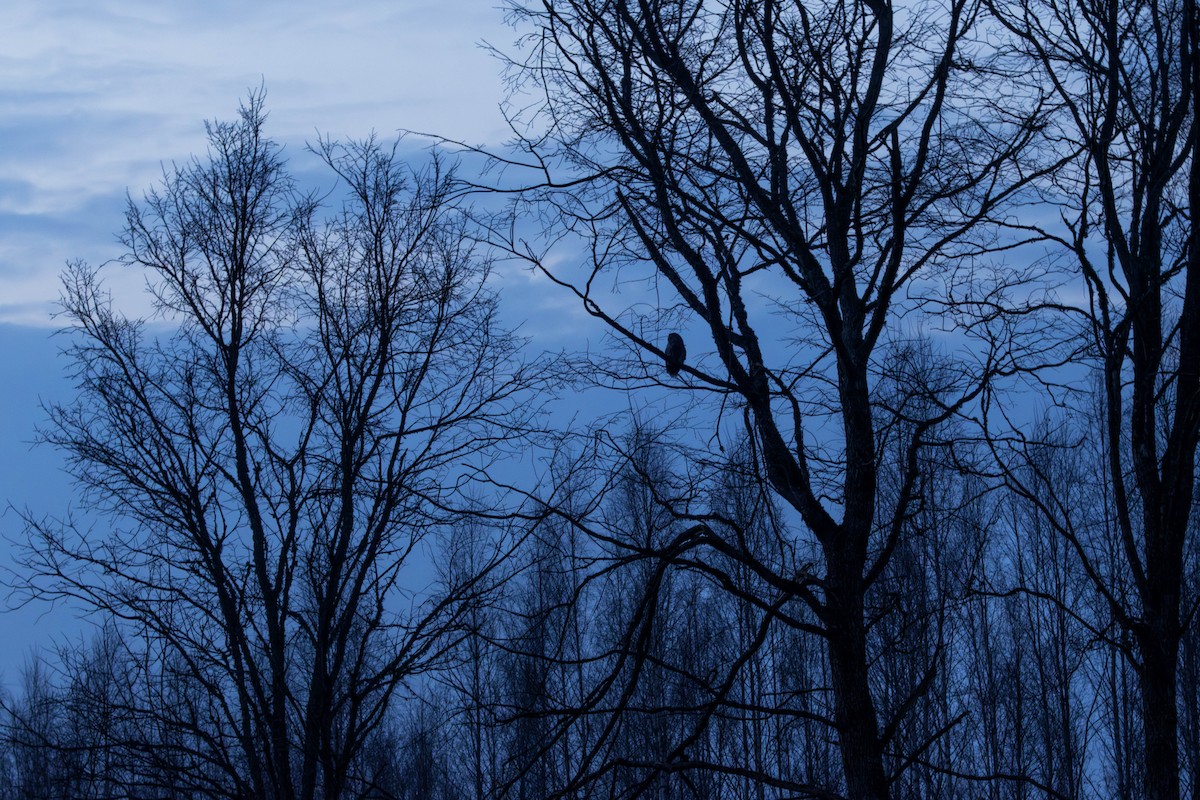 Habichtskauz - ML654168329