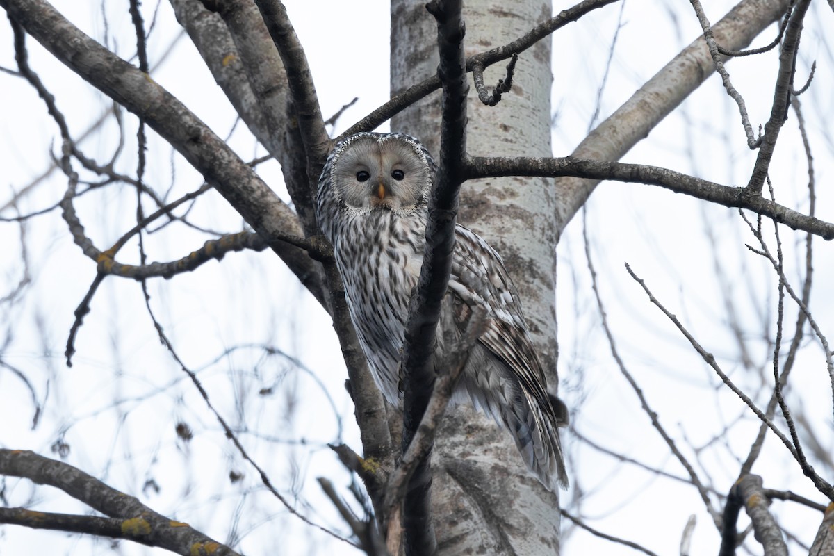 Habichtskauz - ML654168330