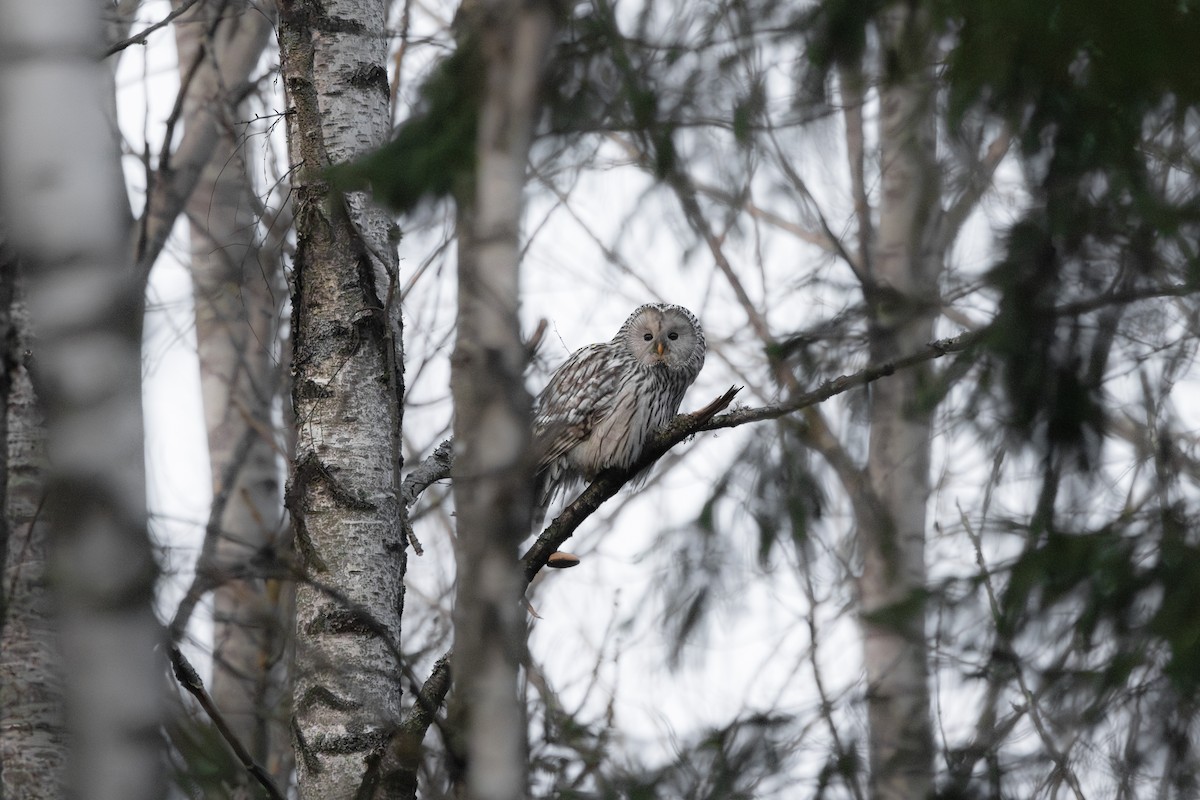 Habichtskauz - ML654168331