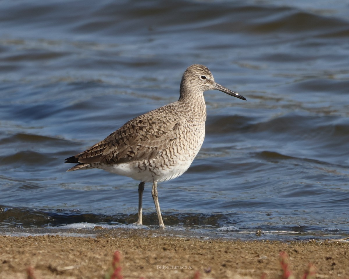 Willet - ML654168385