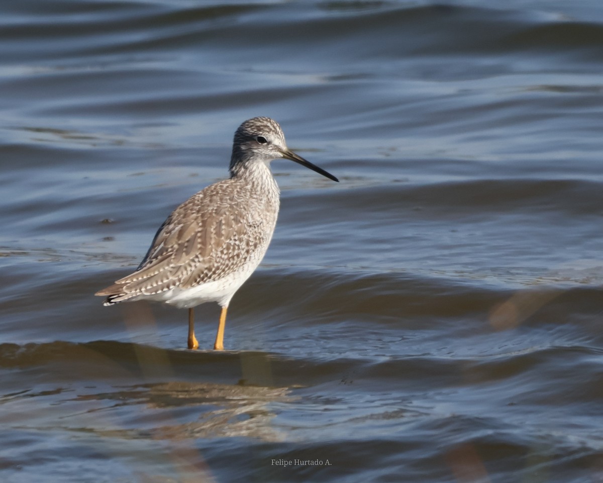 Greater Yellowlegs - ML654168386