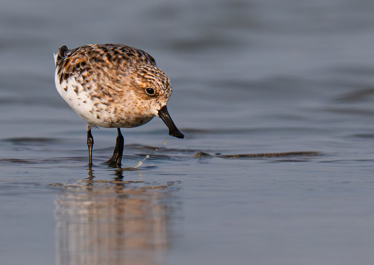 Correlimos Cuchareta - ML654168451