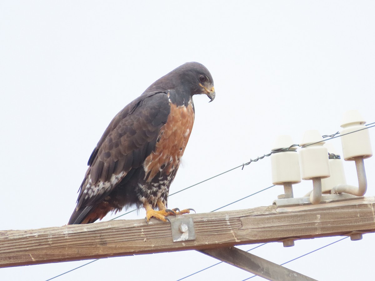 sjakalvåk - ML654170181