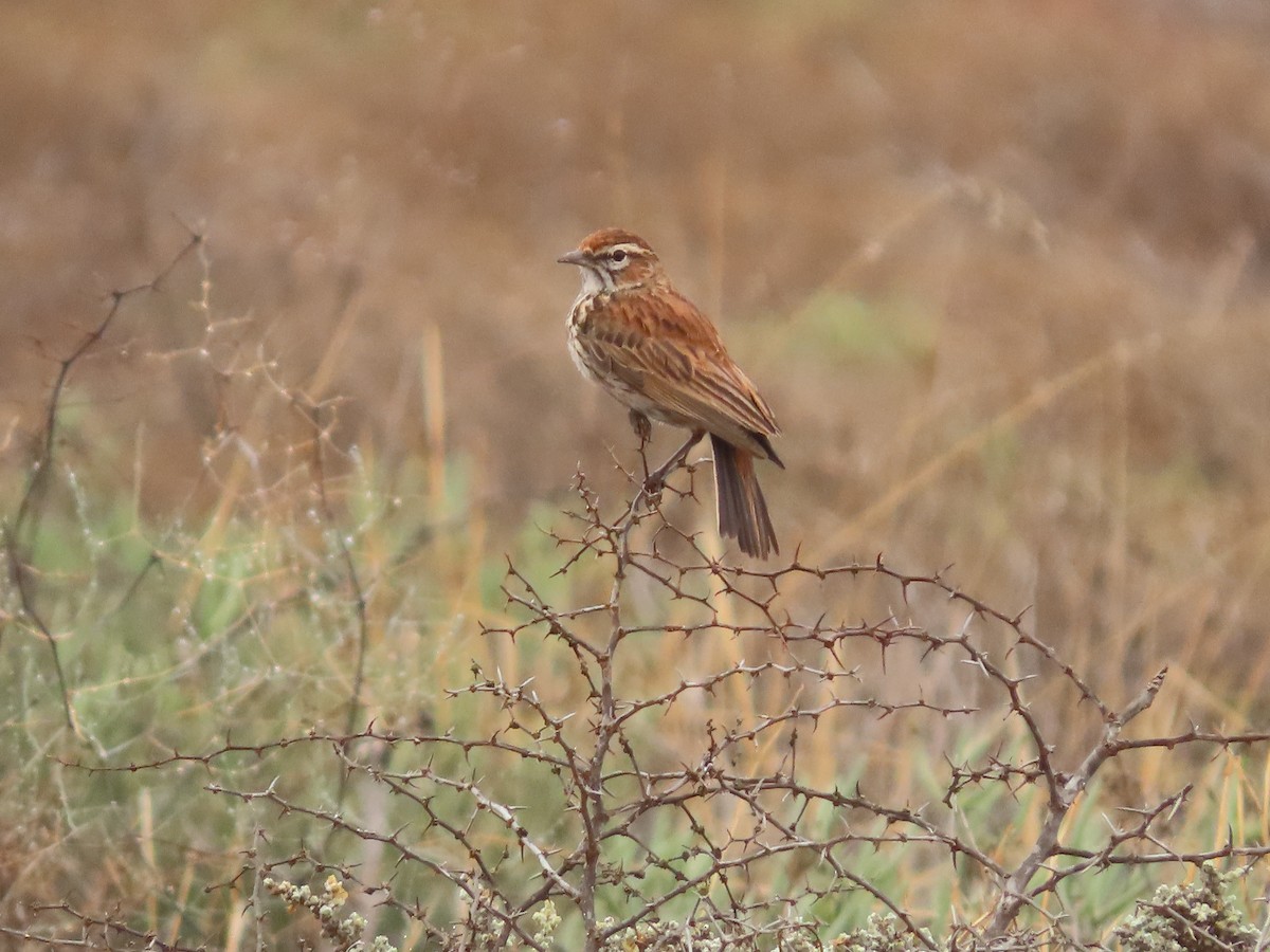 Karoo Lark - ML654170273