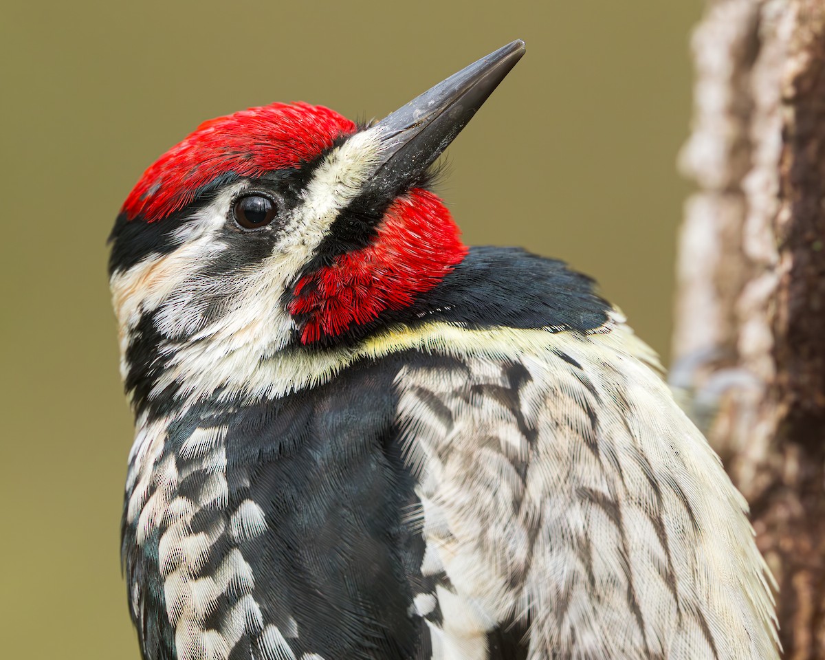 Yellow-bellied Sapsucker - ML654170730