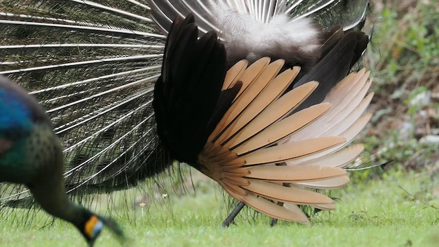 Green Peafowl - ML654175951