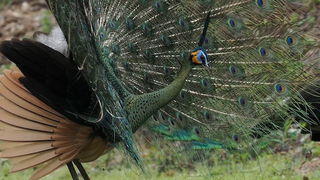 Green Peafowl - ML654175994