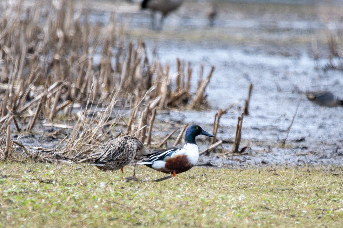 Northern Shoveler - ML654176090