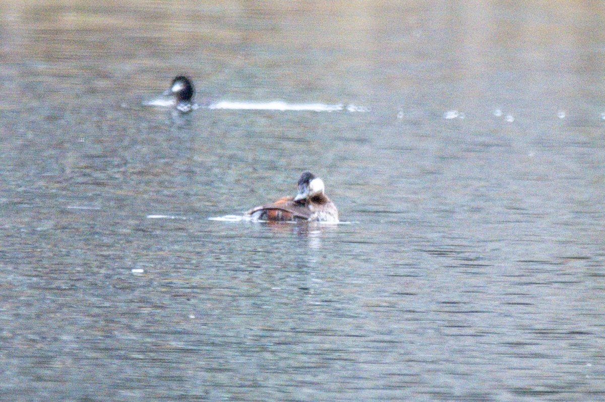 Ruddy Duck - ML654176099