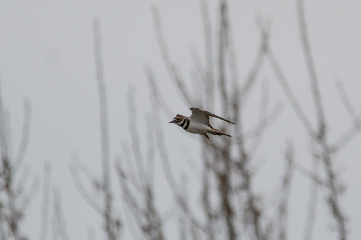 Killdeer - ML654176105
