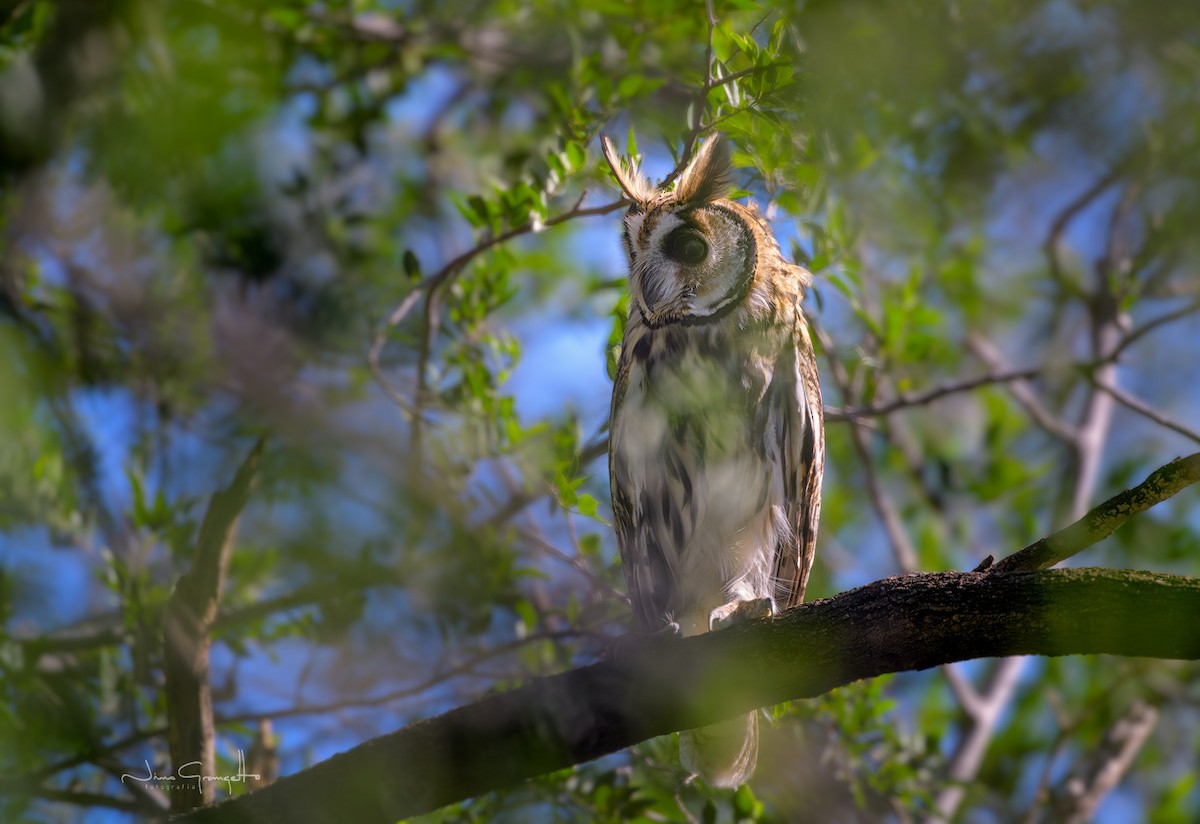 Striped Owl - ML654176207