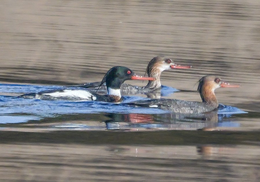 Red-breasted Merganser - Roger Horn