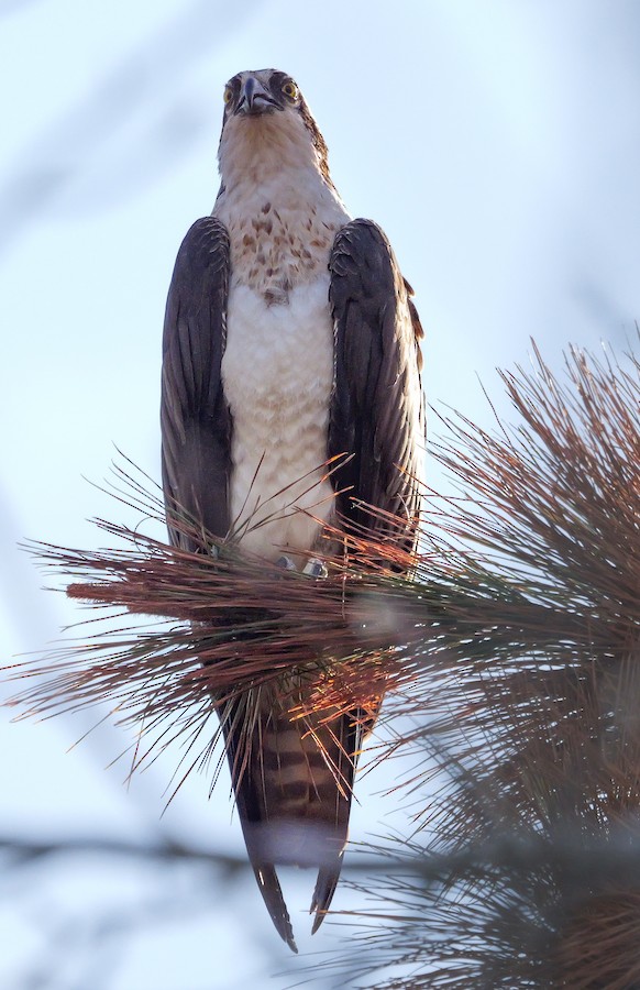 Osprey - Roger Horn