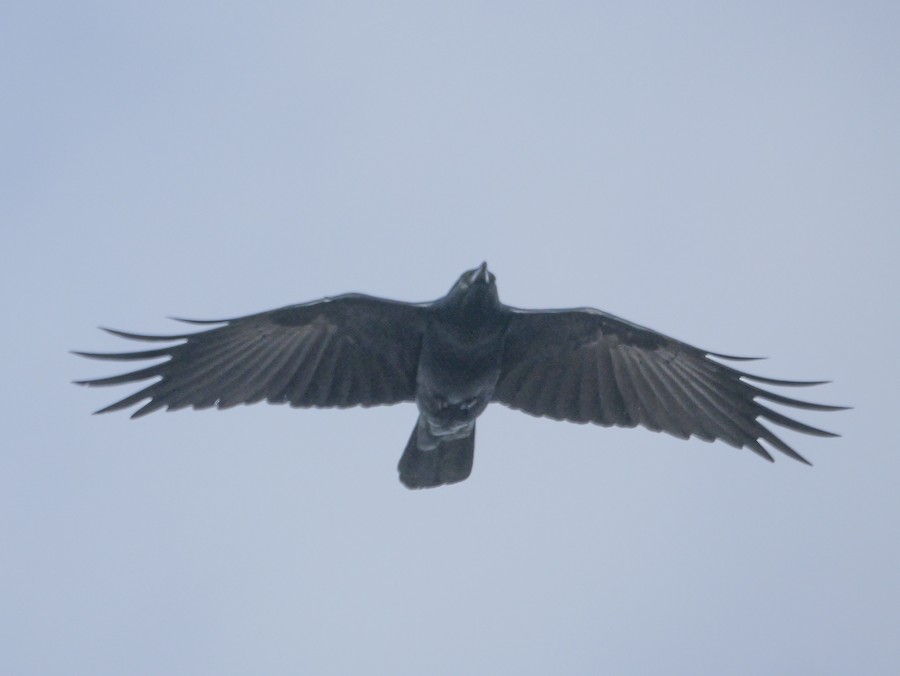 Fish Crow - Roger Horn