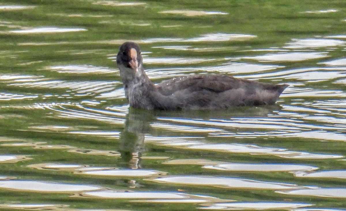 Sakarmeke - ML654178362