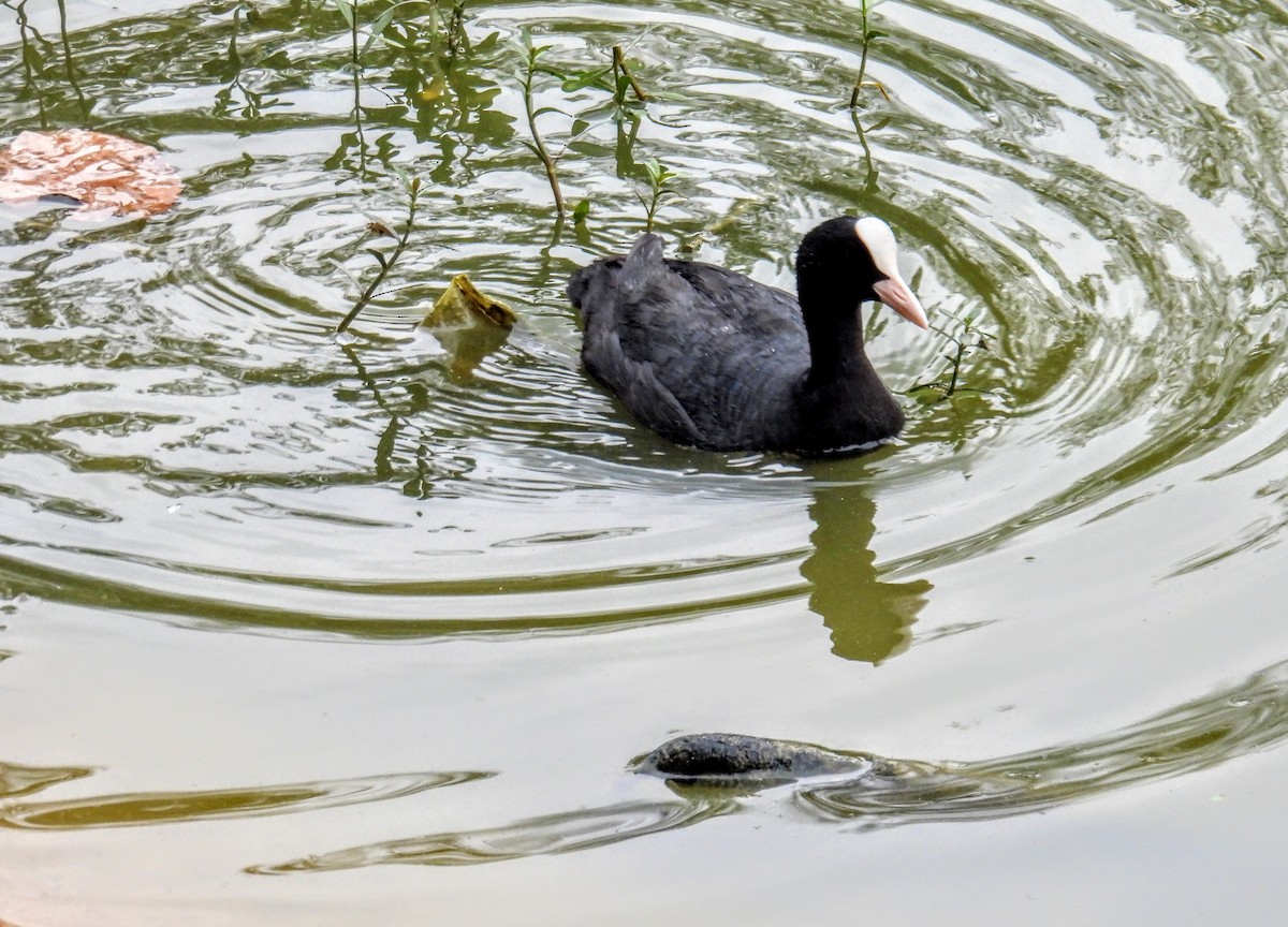 Sakarmeke - ML654178363