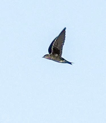 Purple Martin - Kathleen Horn