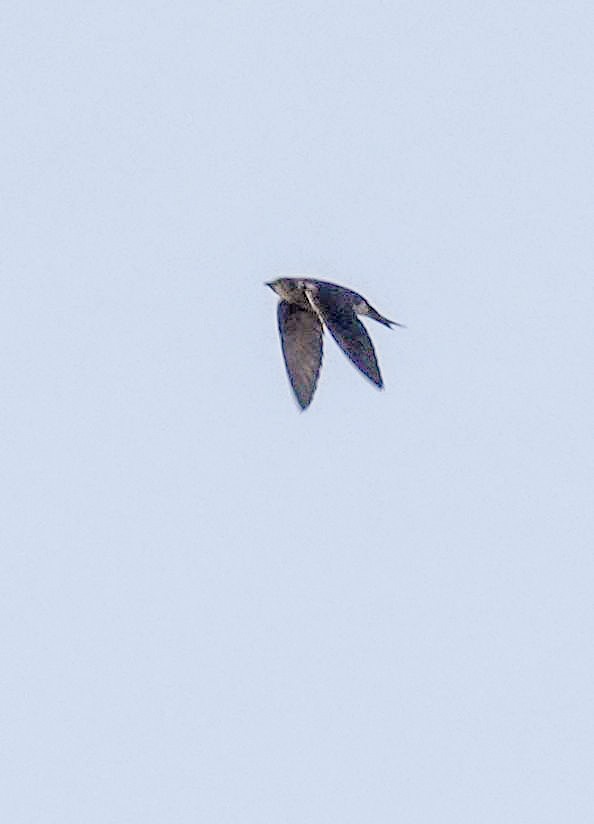 Purple Martin - Kathleen Horn