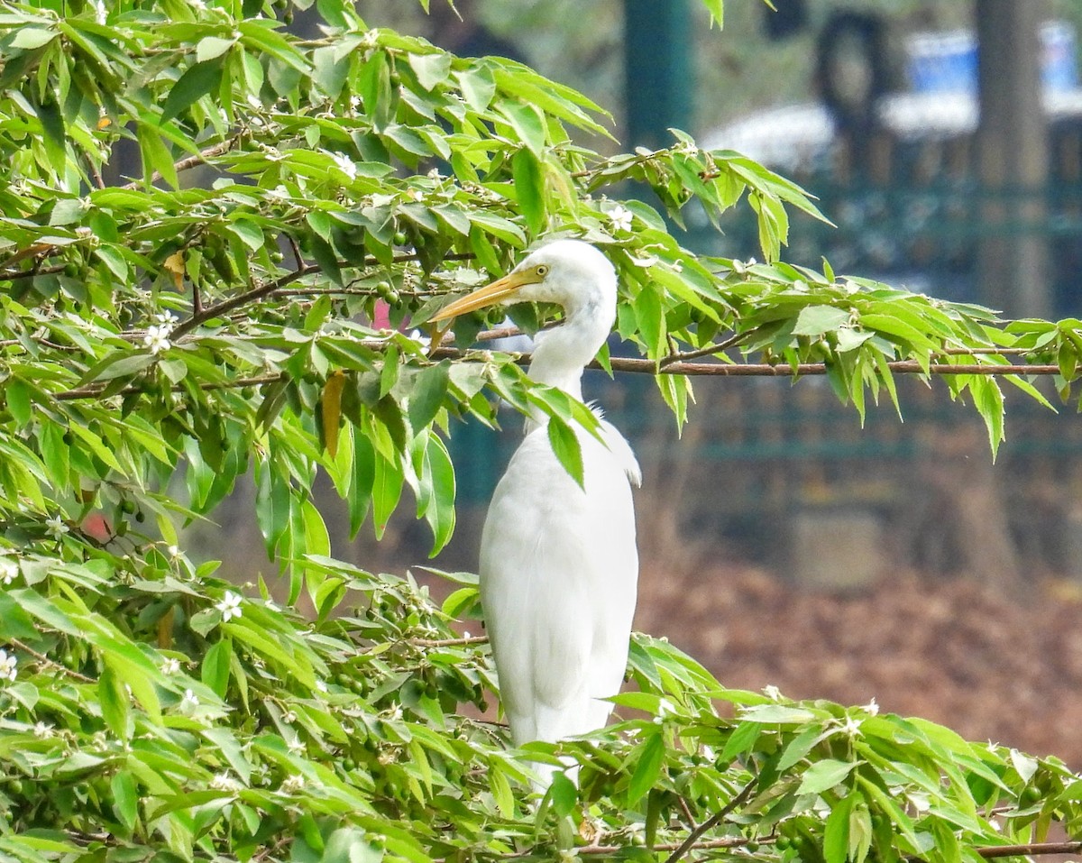 Asya Ortanca Balıkçılı - ML654178515