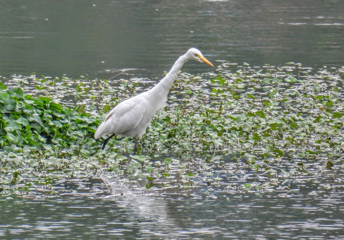 Asya Ortanca Balıkçılı - ML654178516