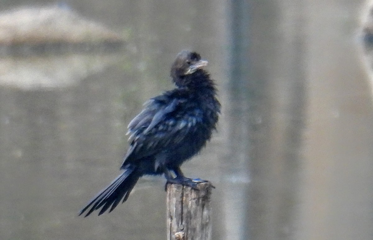 Kara Küçük Karabatak - ML654178560