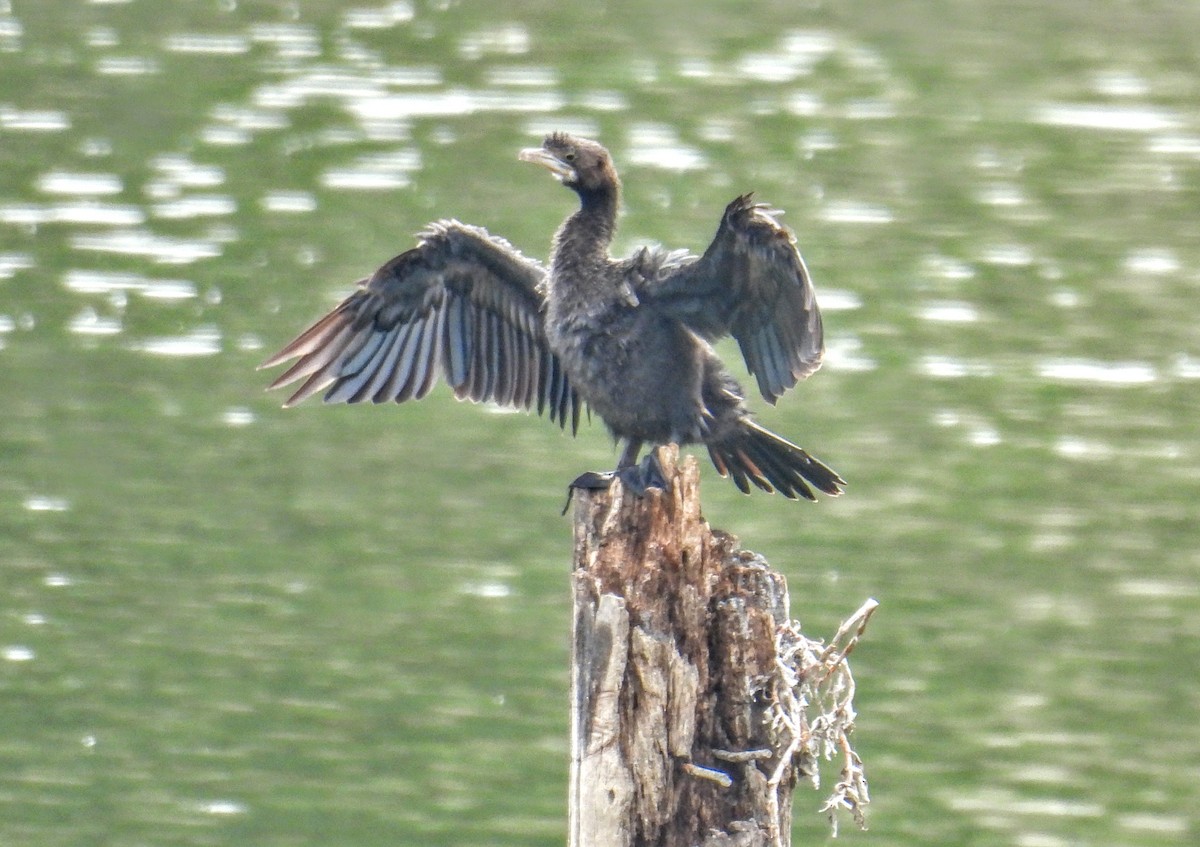 Kara Küçük Karabatak - ML654178561