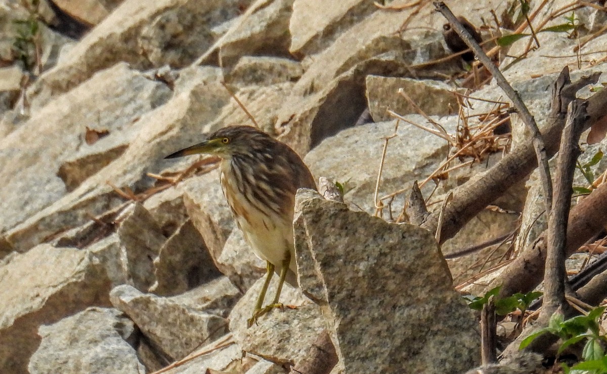 Hint Alaca Balıkçılı - ML654178665