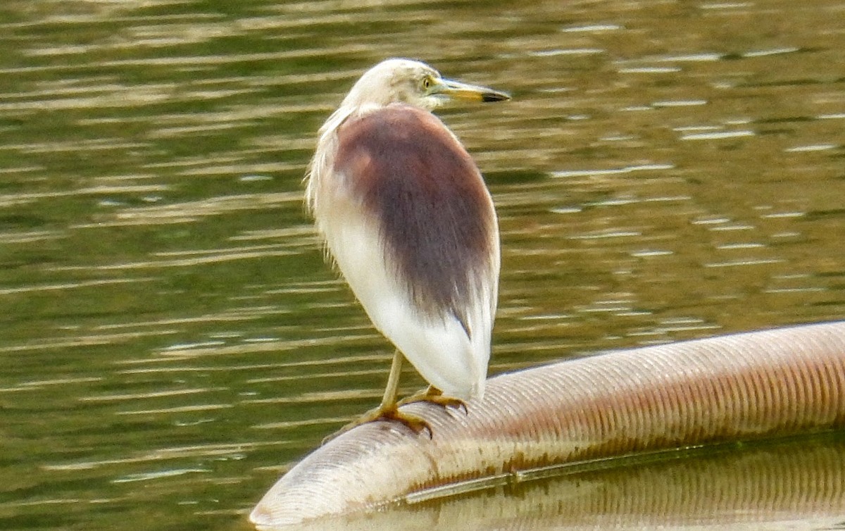 Hint Alaca Balıkçılı - ML654178666