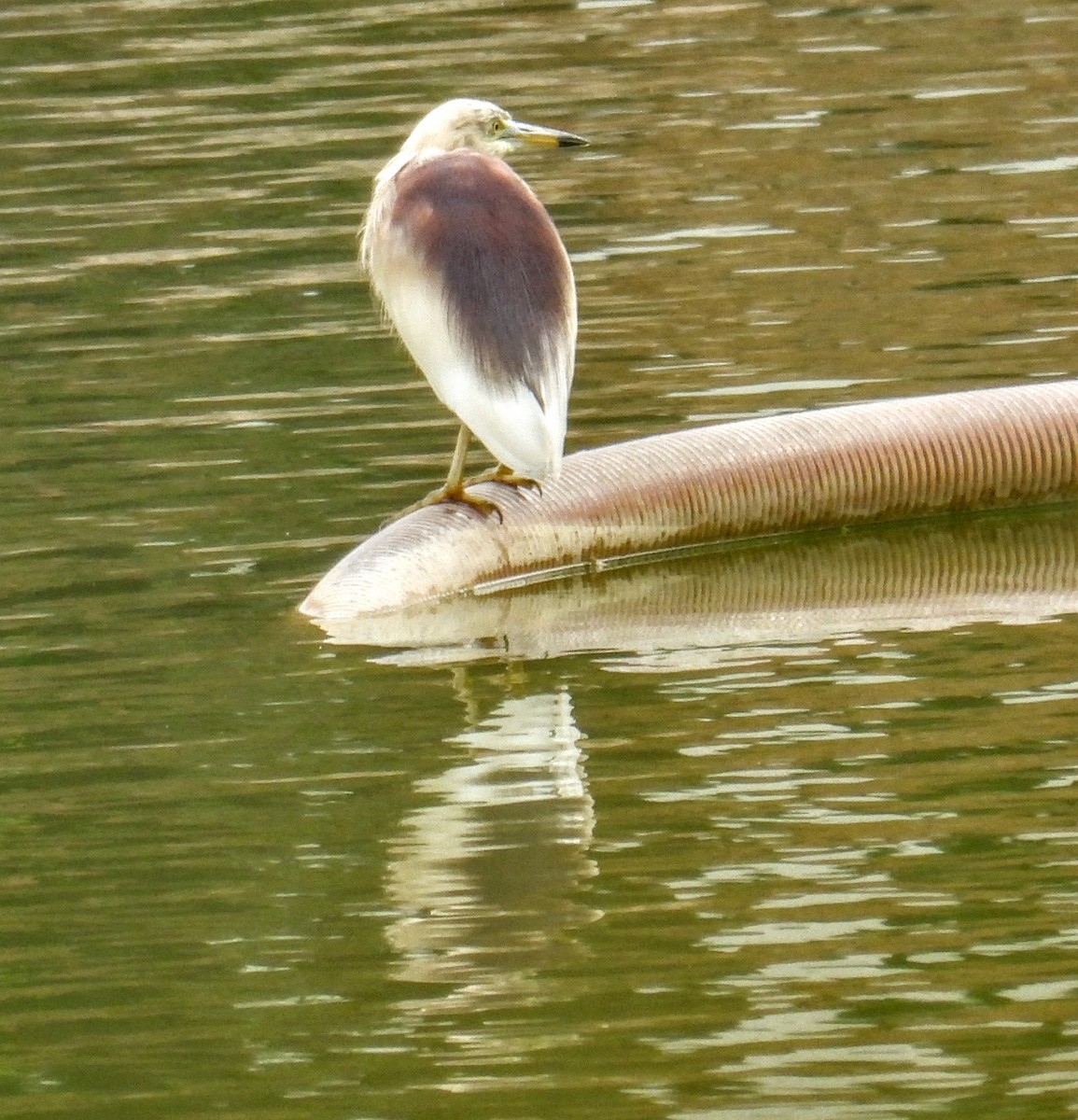 Hint Alaca Balıkçılı - ML654178667