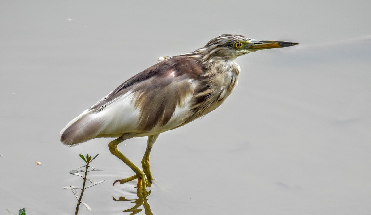 Hint Alaca Balıkçılı - ML654178668