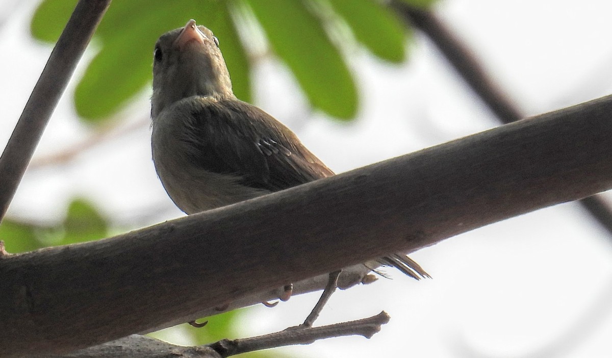 Açık Gagalı Öksekuşu - ML654178688