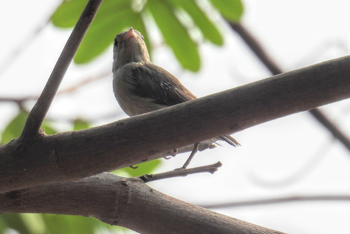 Açık Gagalı Öksekuşu - ML654178689