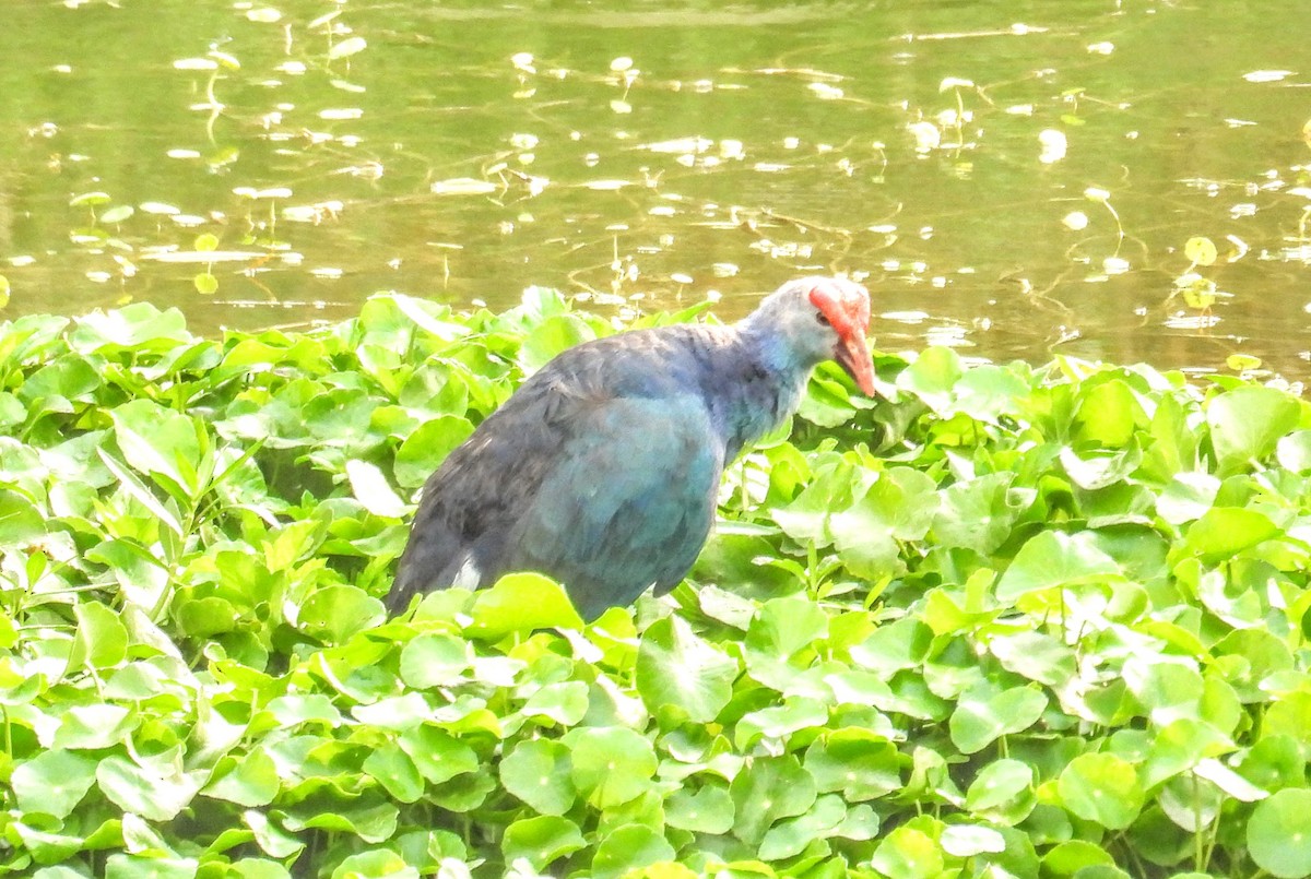 Gri Başlı Sazhorozu - ML654178779