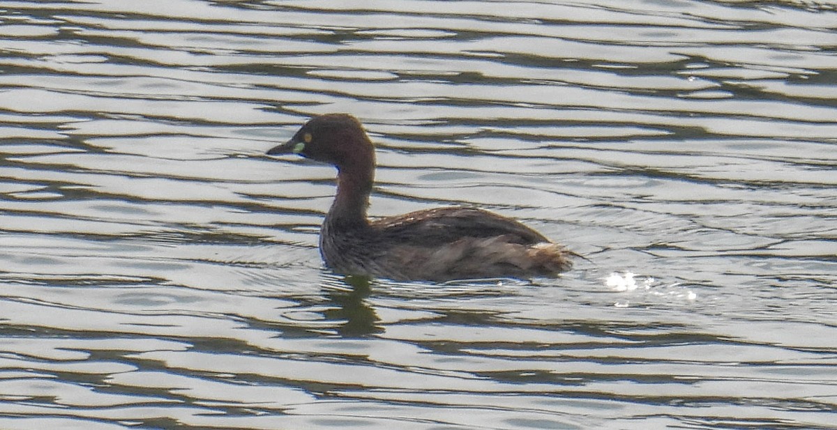 Küçük Batağan - ML654178836