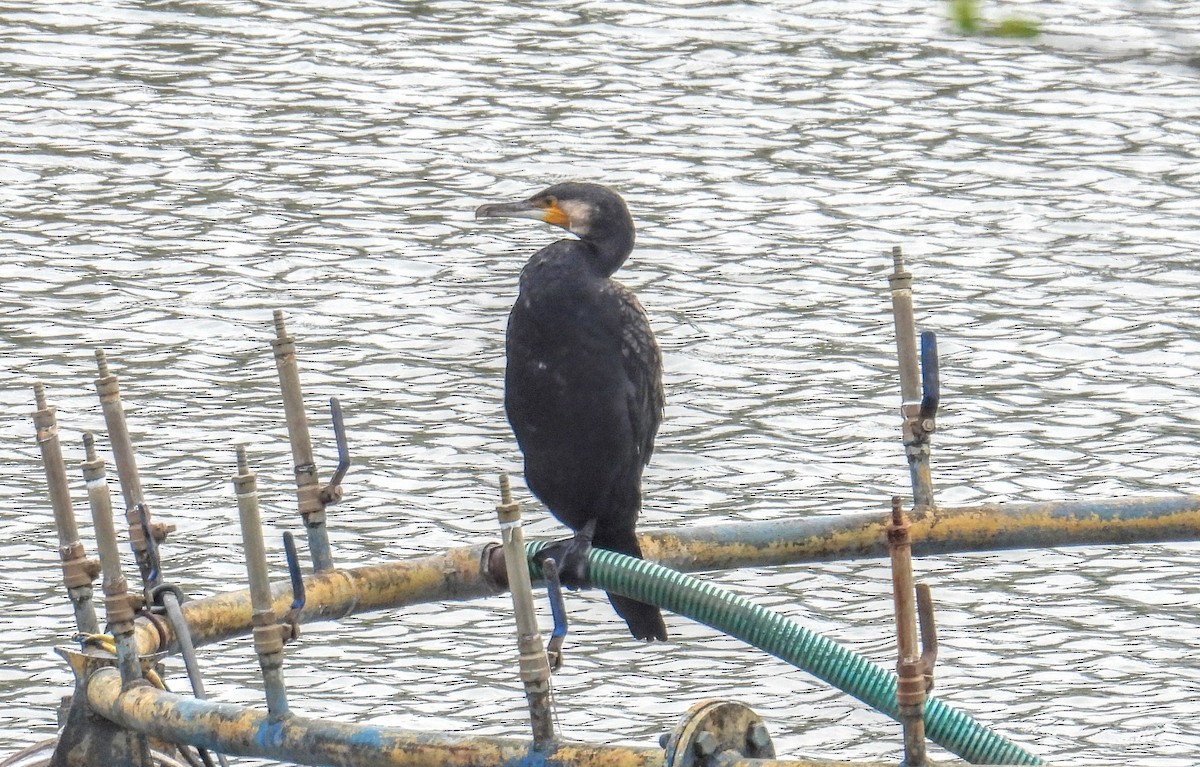 Karabatak - ML654178909