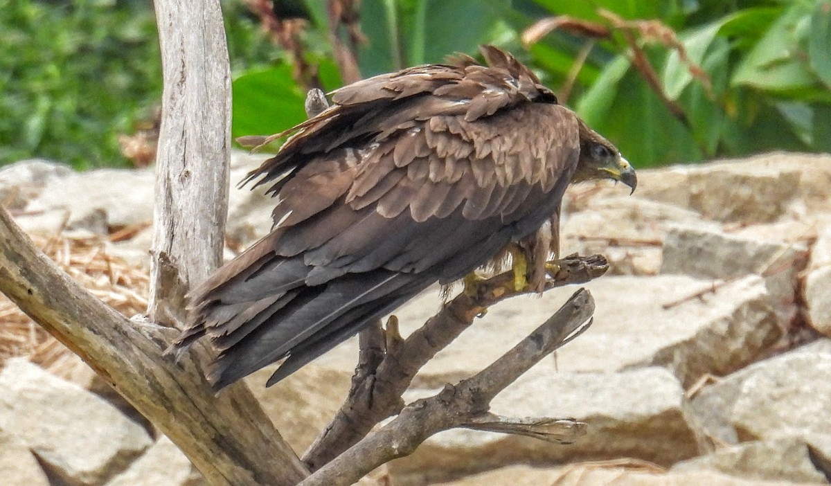 Kara Çaylak - ML654178955