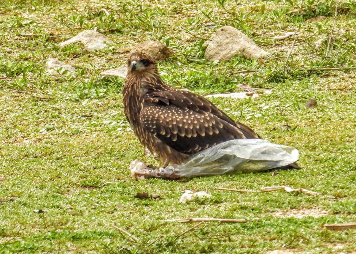 Kara Çaylak - ML654178956