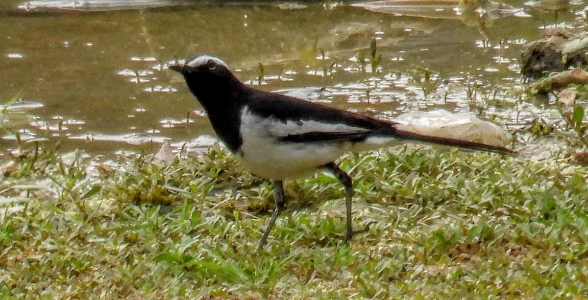 Ak Kaşlı Kuyruksallayan - ML654178979