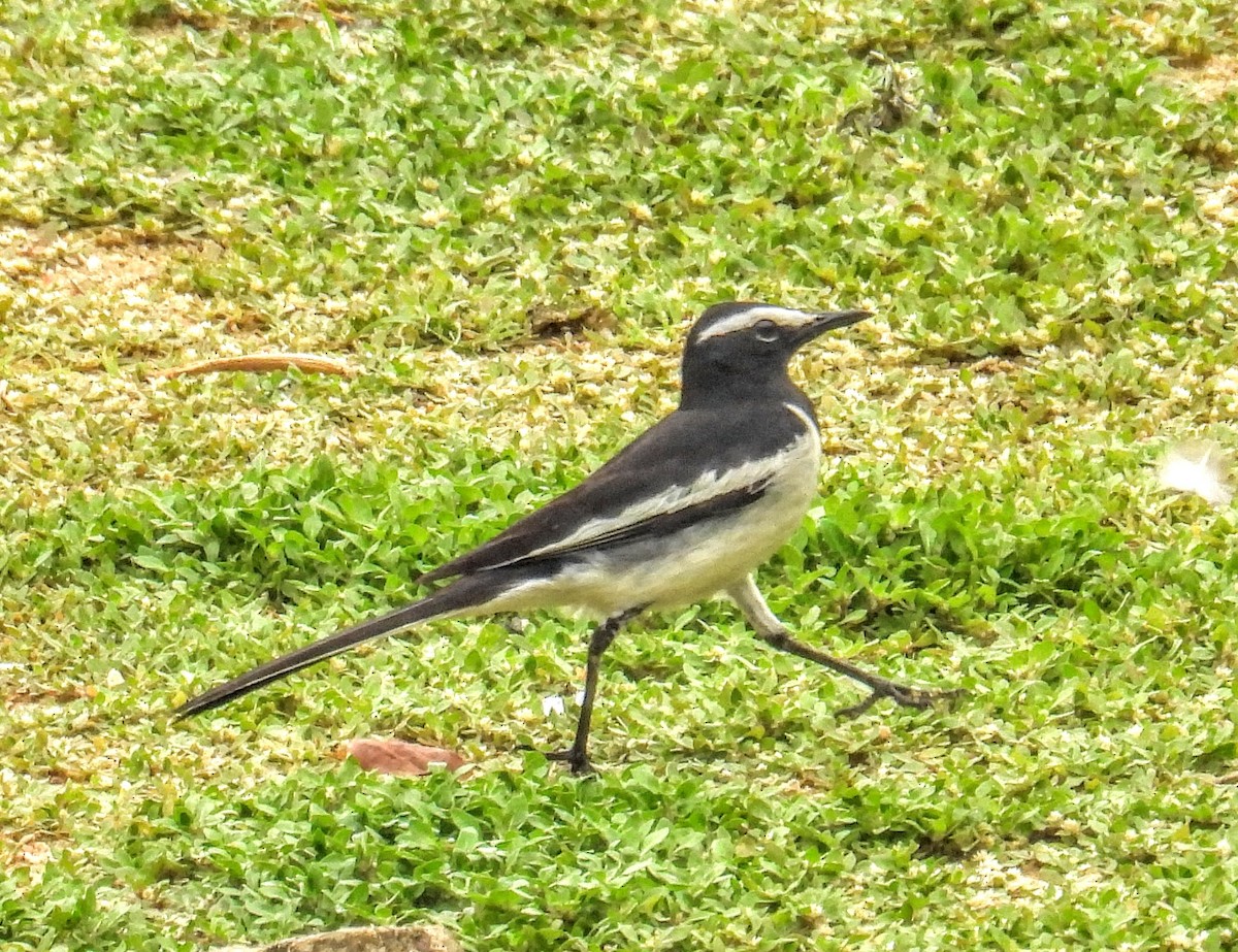 Ak Kaşlı Kuyruksallayan - ML654178980