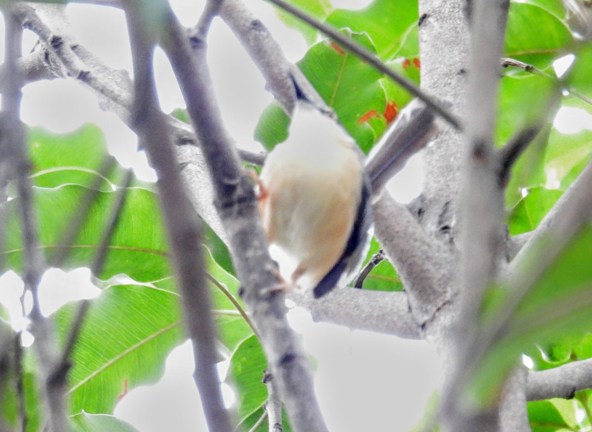 Kül Rengi Prinya - ML654179032